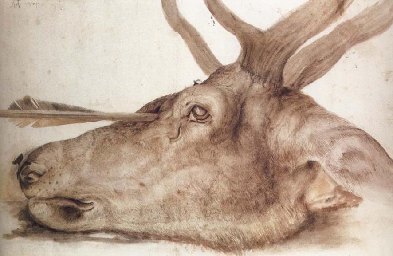 Albrecht Durer The Head of a stag Killed by an arrow China oil painting art